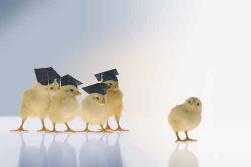 Chicks wearing graduation caps